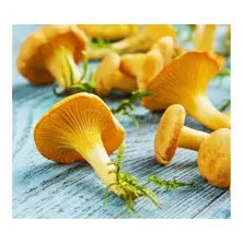 Sarikiz Mushroom