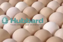 Вылупление яйца -Hubbard Ja57