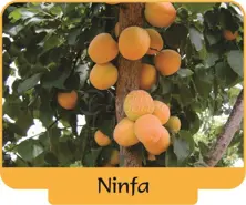 Apricot Ninfa