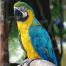 Papagaio arara azul