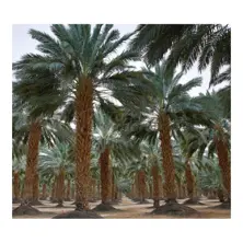 Jerusalem Palm Gardens