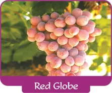 Виноград Red Globe