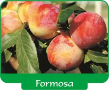 Plum Formosa