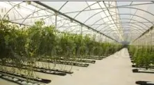 Pe Film For Greenhouses