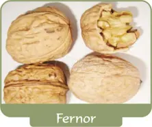 Грецкий орех Fernor