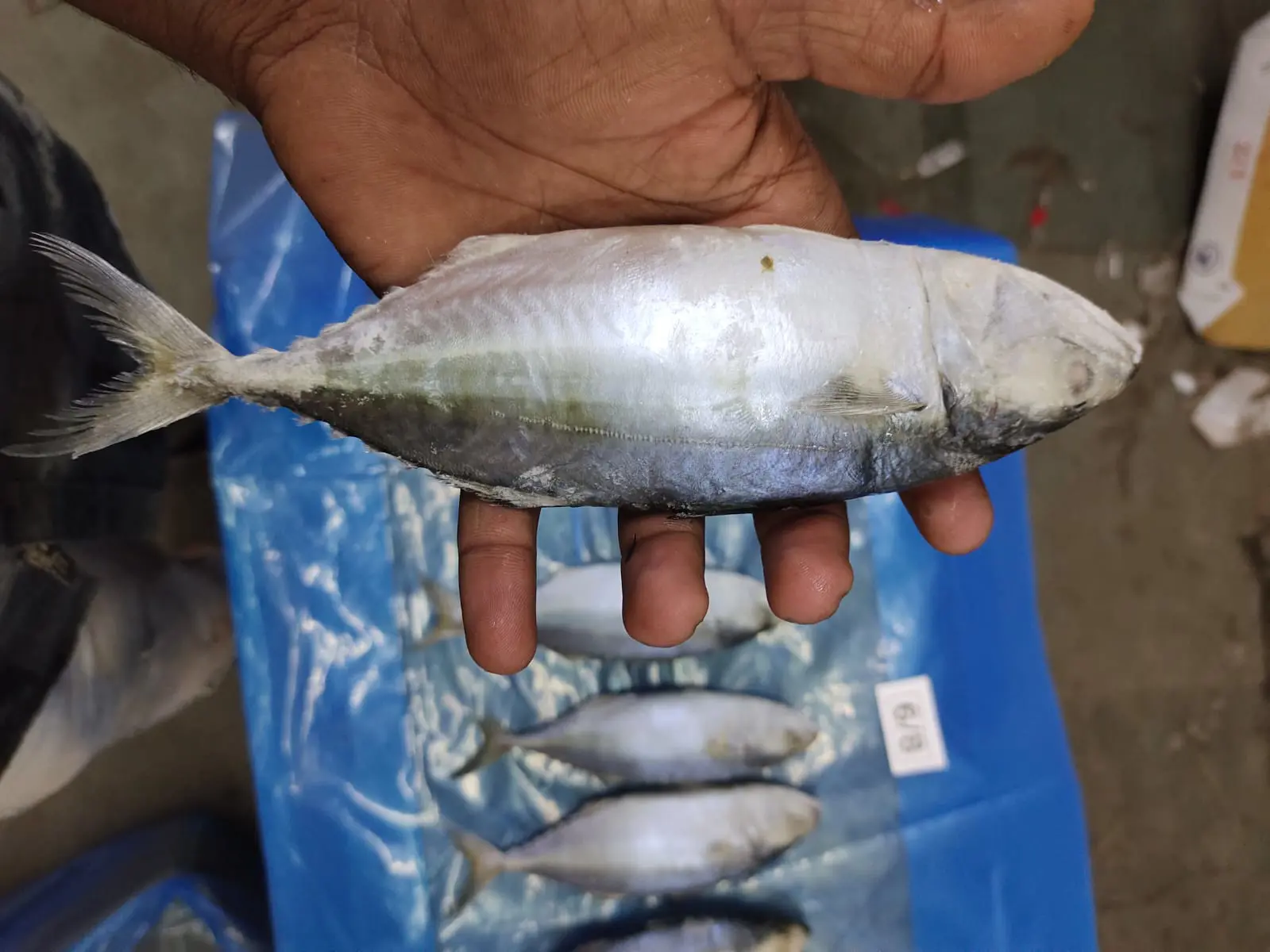 Sea Gold Exports