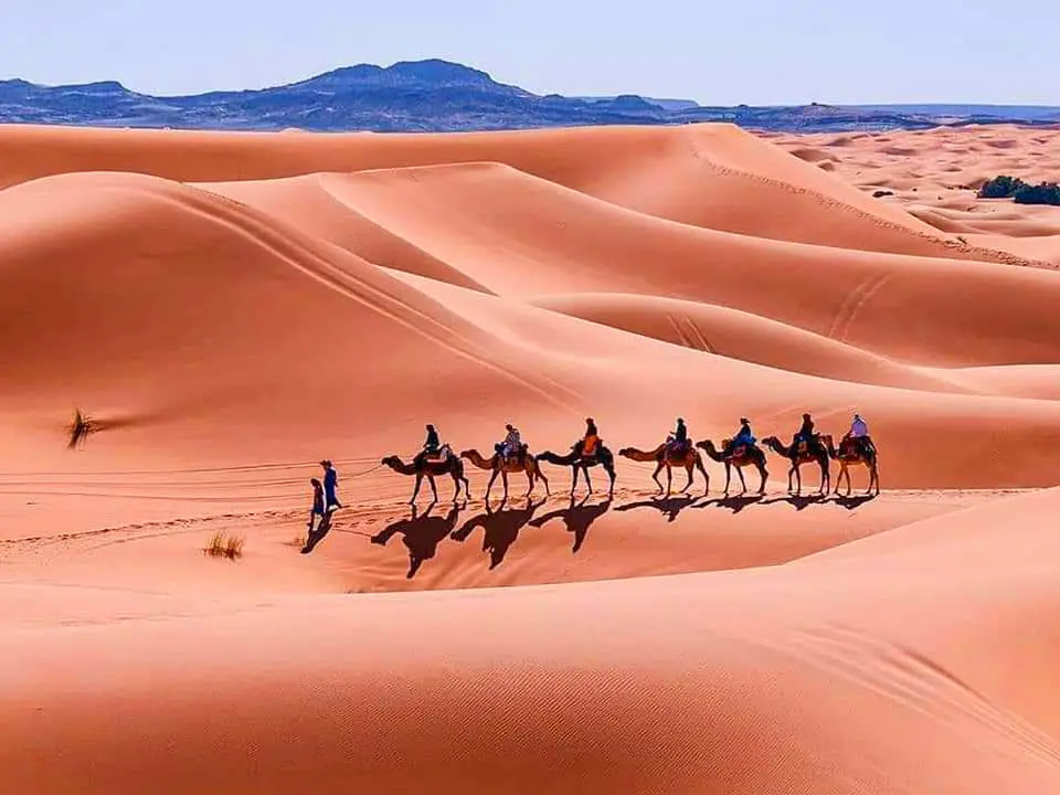 Sahara Holiday Tours logo