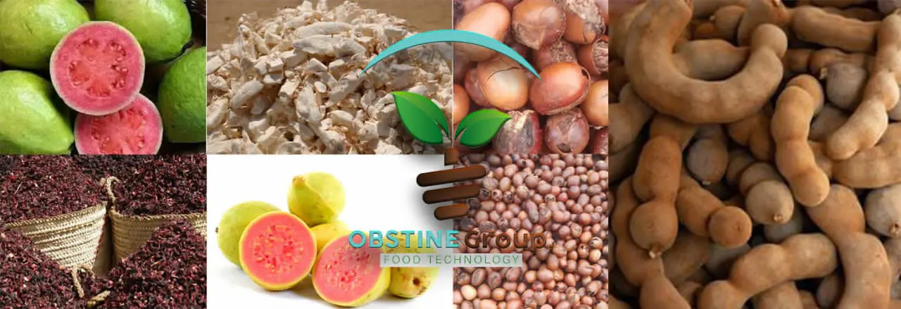 Obstine Group logo