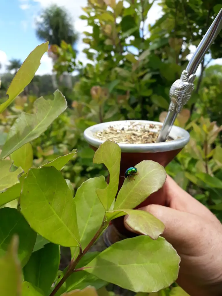 Yemarí Yerba Mate Nativa logo