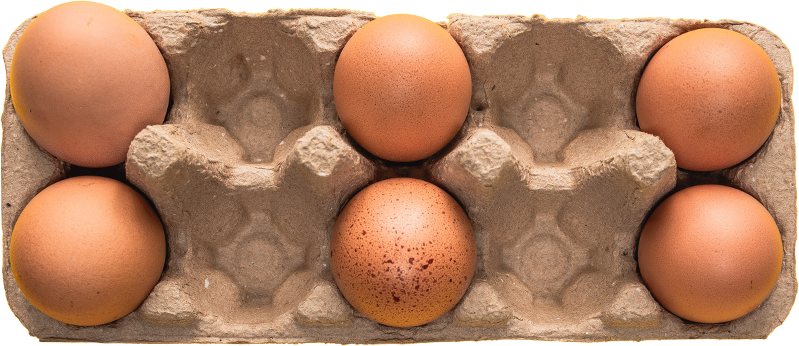 Cage-Free Chicken Egg
