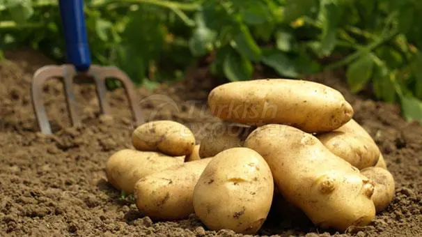 patates