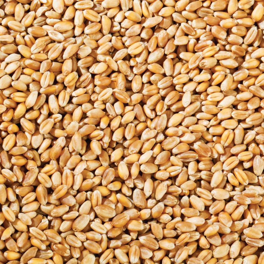 WHEAT