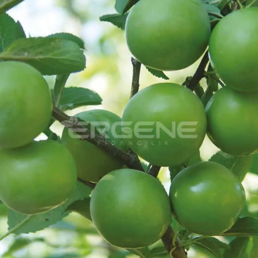 PLUM SAPLING