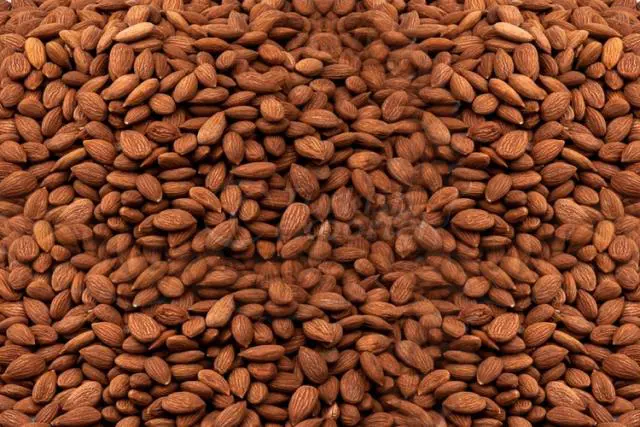 Apricot Kernels