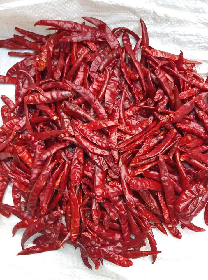 RED DRY CHILLIES