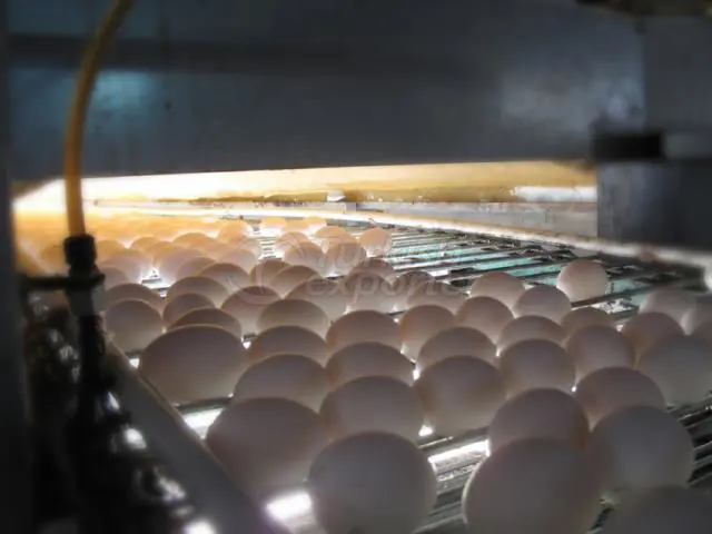 Egg Production