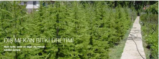 Outdoor Plants