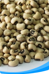 Cowpea