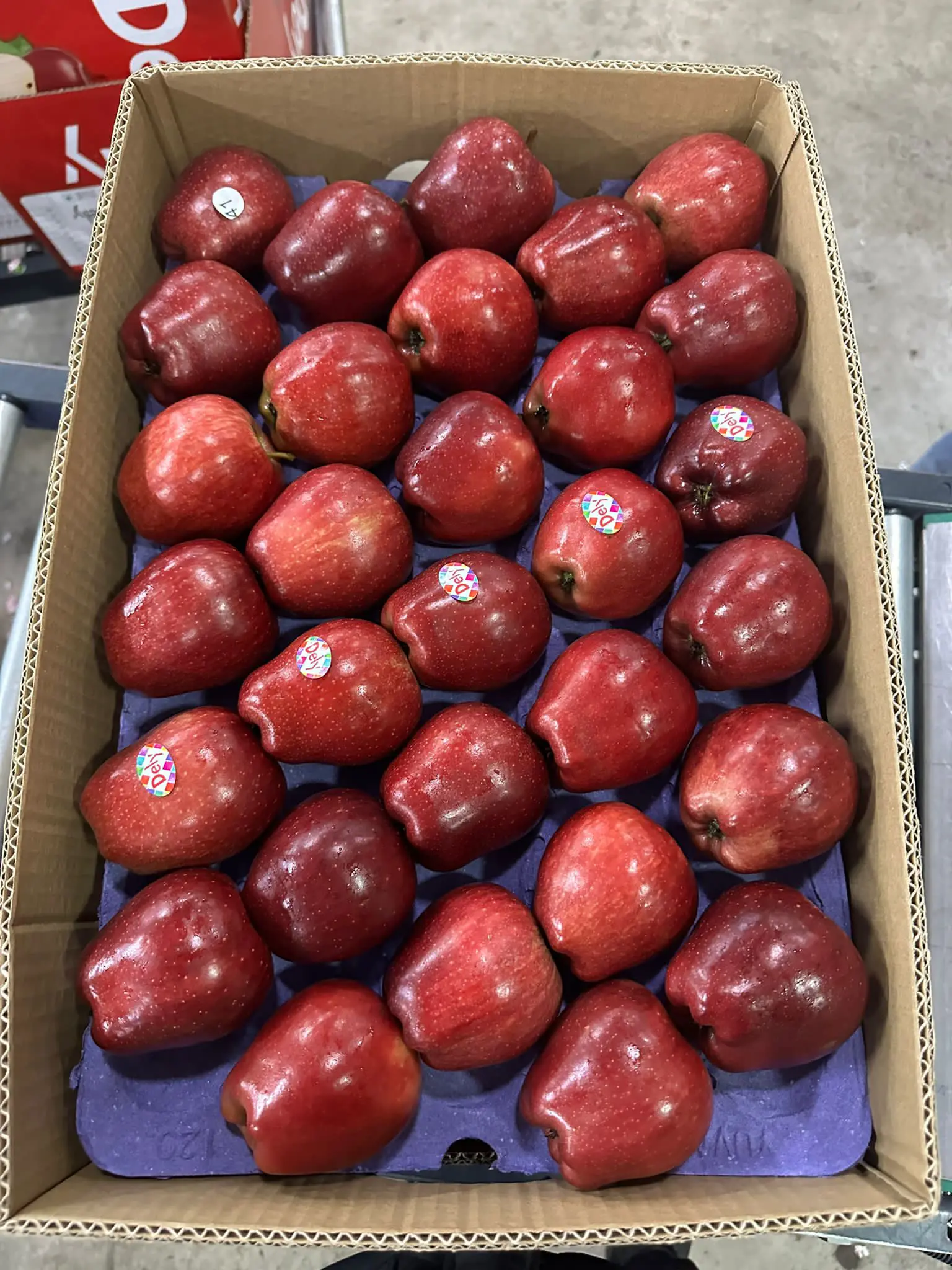 APPLE STARKING-Tulpar Vogi Medi Tekstil Ltd. Sti.
