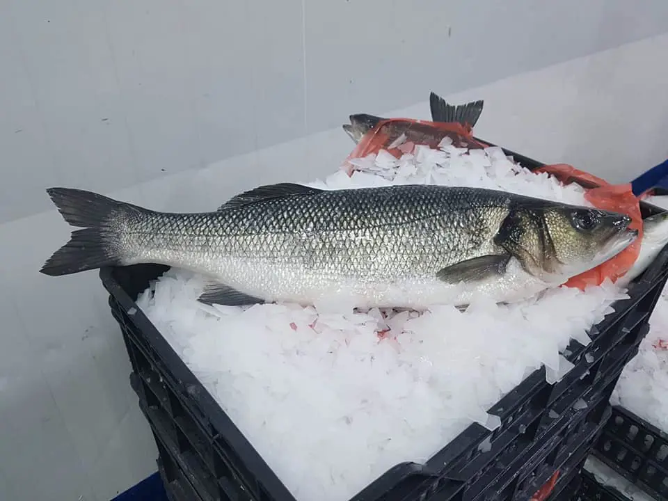 SeaBass