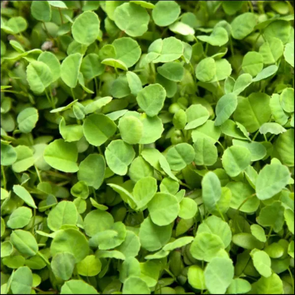 Clover