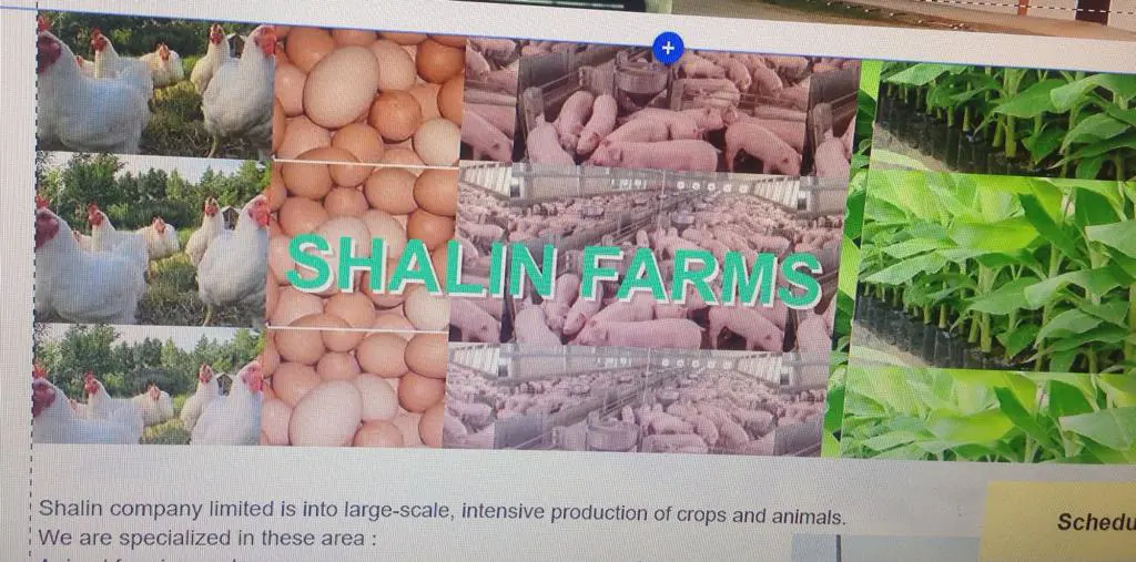 Shalin Farms