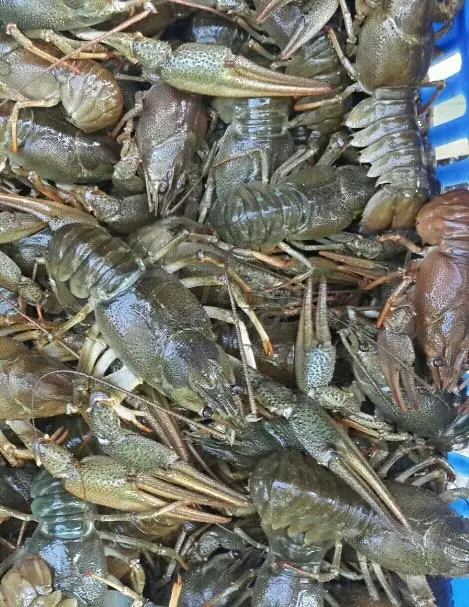 Crayfish