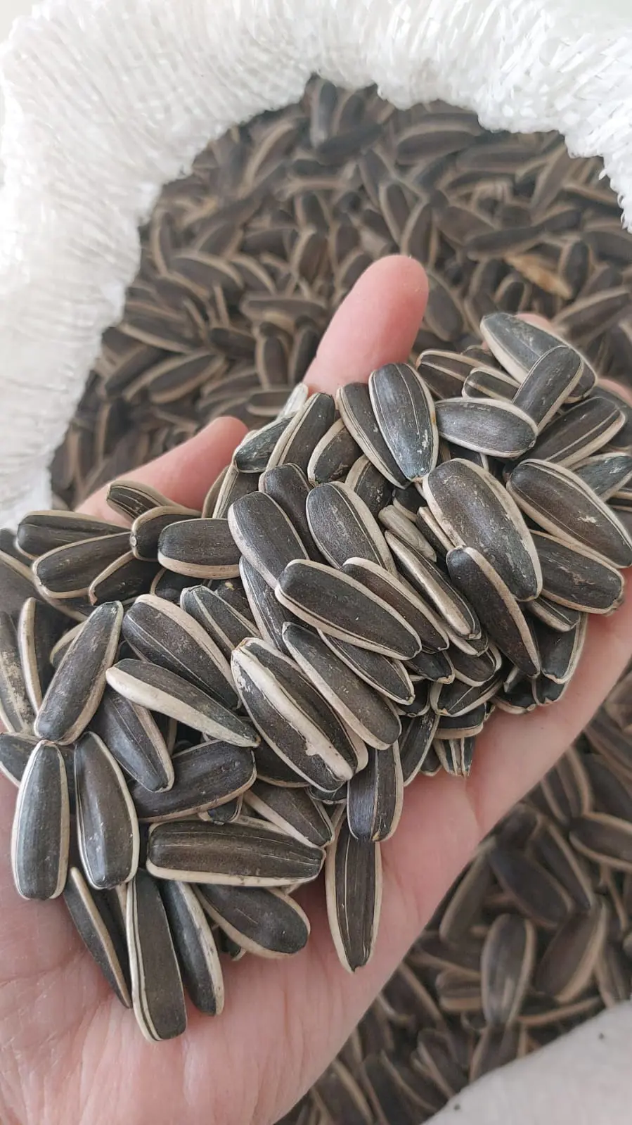 Sunflower Seed