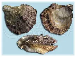 Istiridye (ostrea edulis)