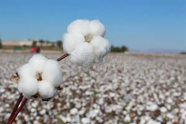 Cotton Seed-Carisma