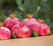 Pomegranate