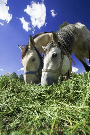 Alfalfa Hay for Horses _2_