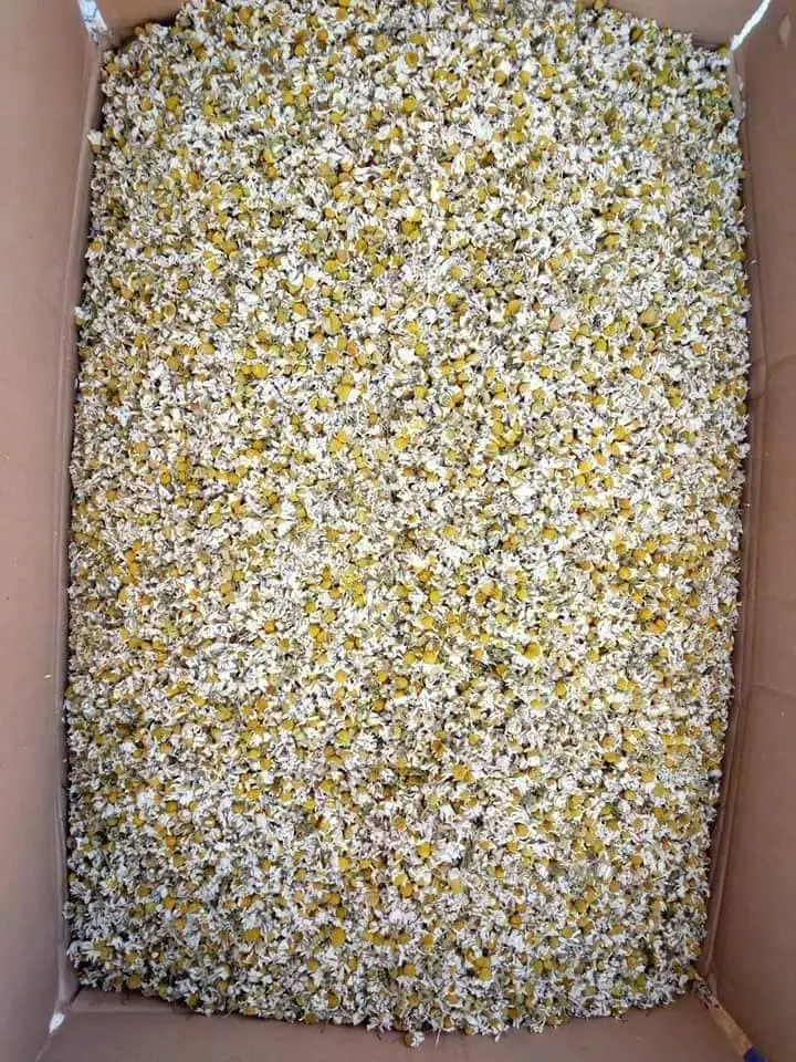 chamomile