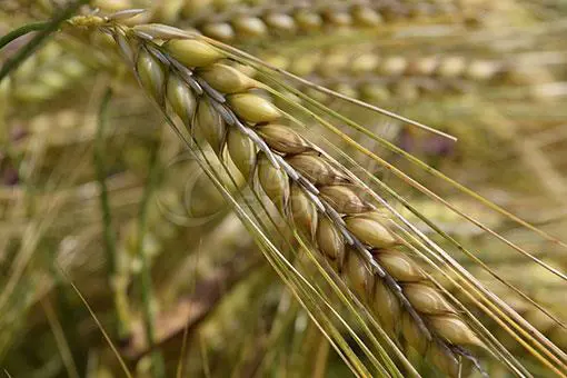 Barley