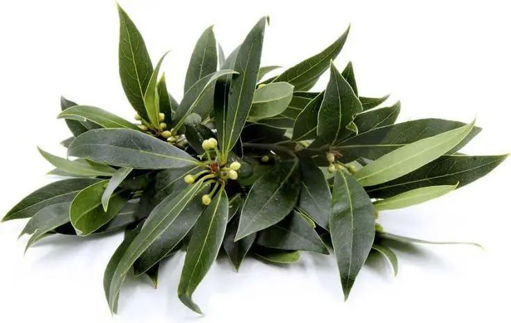 Bay Leaf