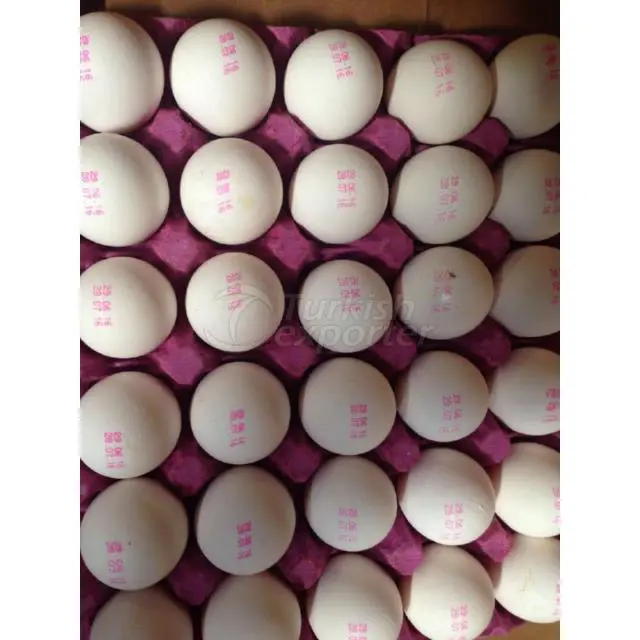 Egg