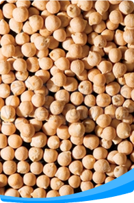 Chickpea