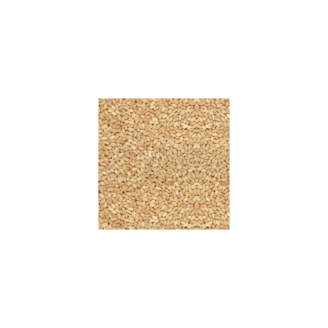 Ashoura Wheat