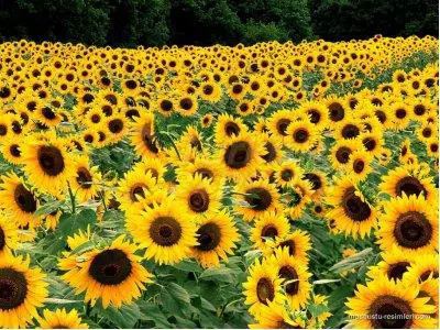 Aceite de girasol
