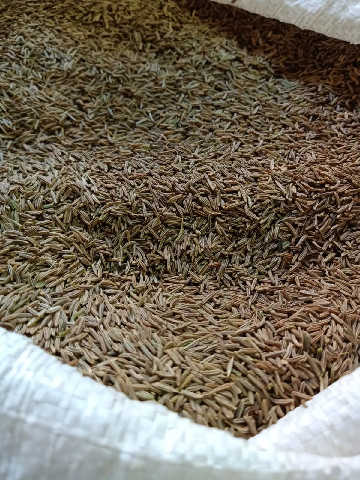 Caraway