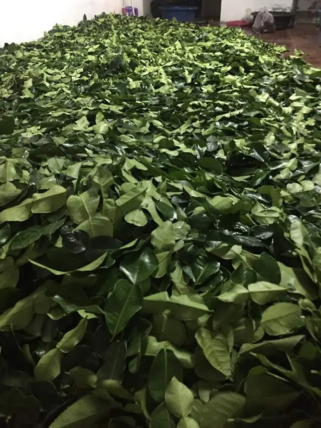 Dried Kaffir Lime Leaves