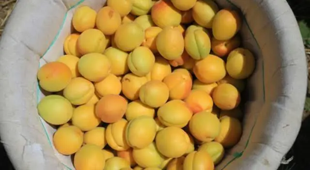 Apricot