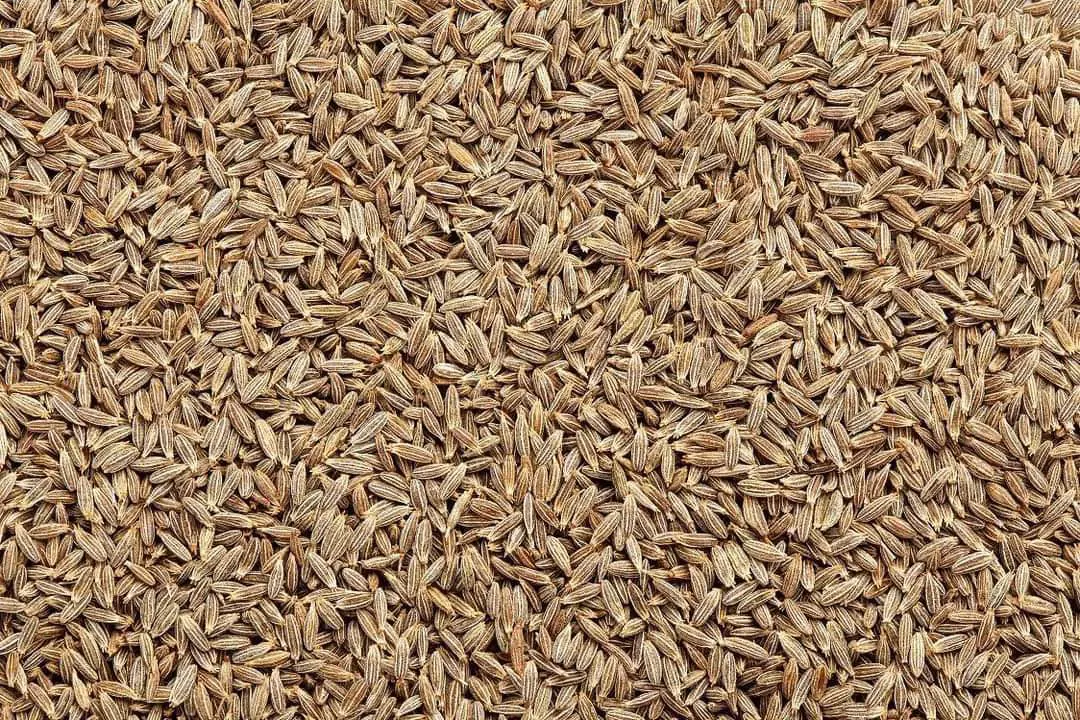 Cumin seed