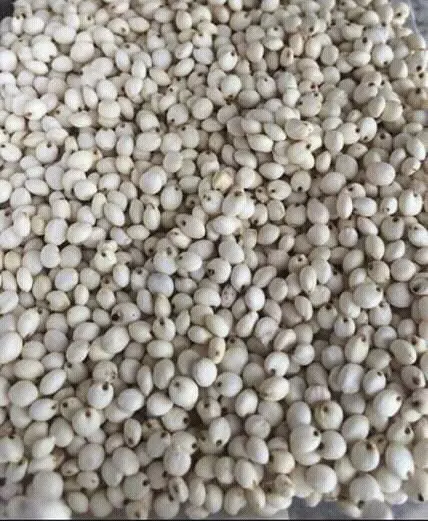 Sorghum 