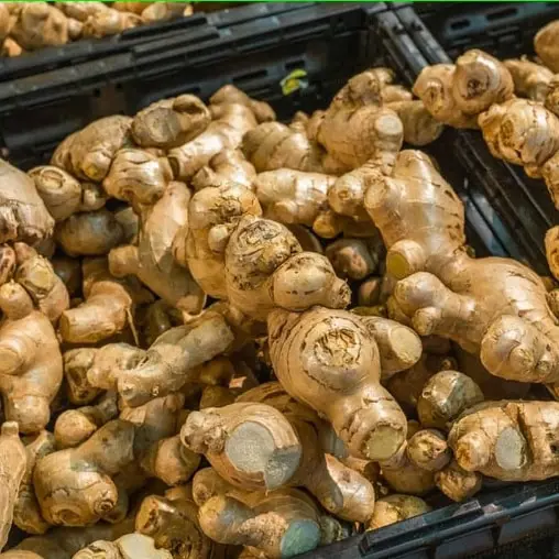 Ginger 