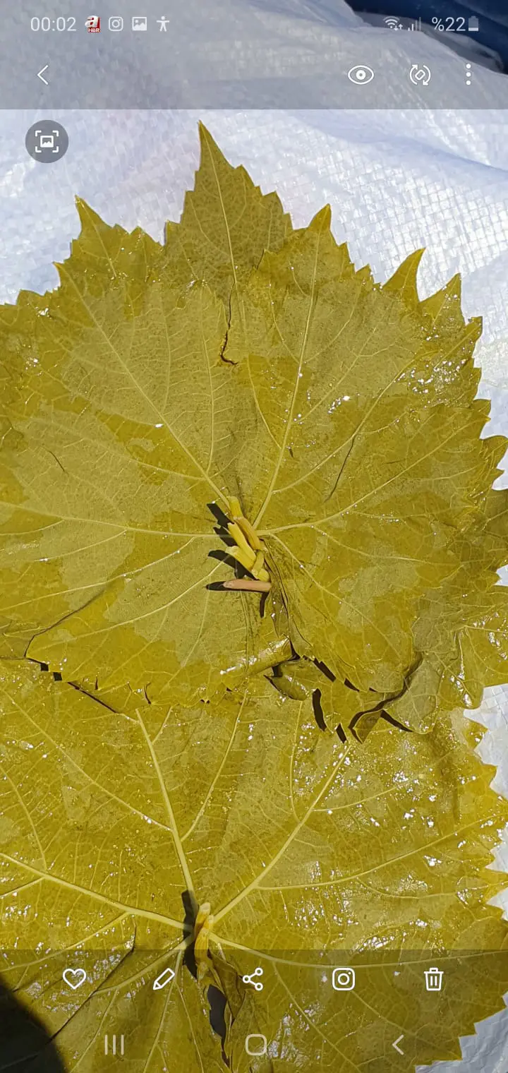 Natural Leaves