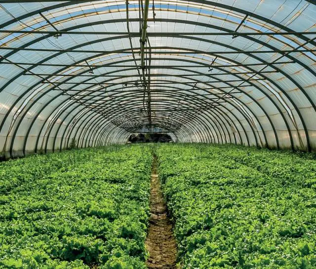 Greenhouse Film - Agriculture Group