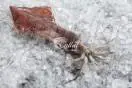 Calamary