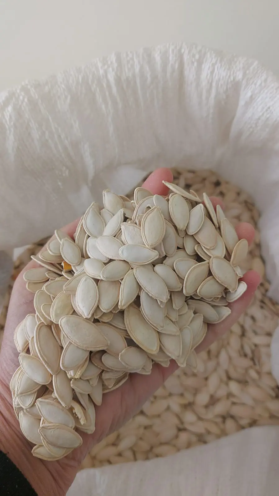Pumpkin Seed