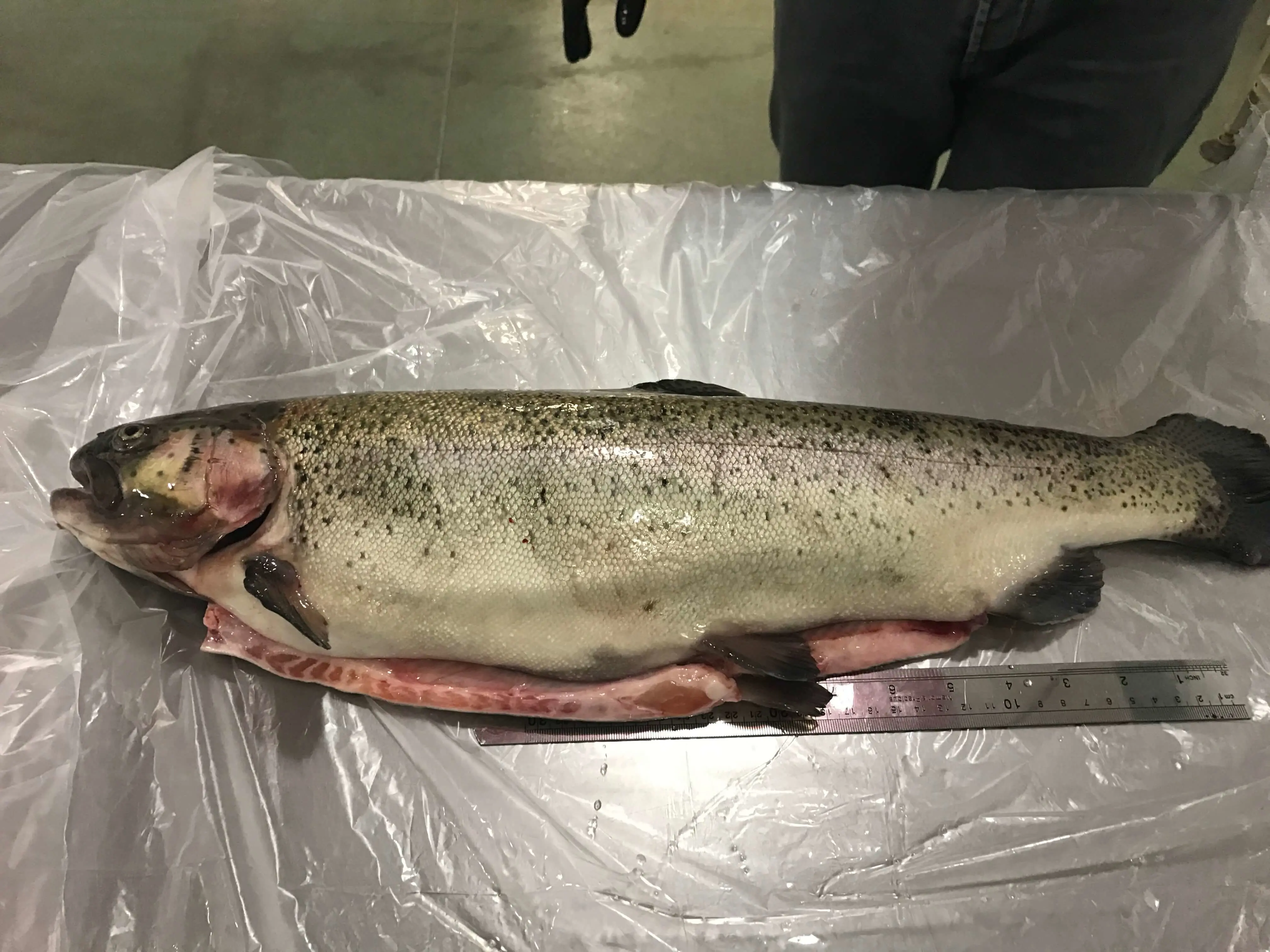 Trucha Salmonera